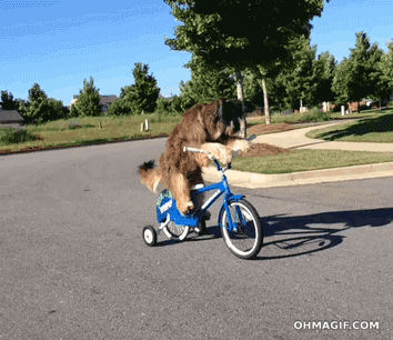 bike dog.gif